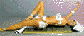 kbtshoanae.GIF (2907 Byte)